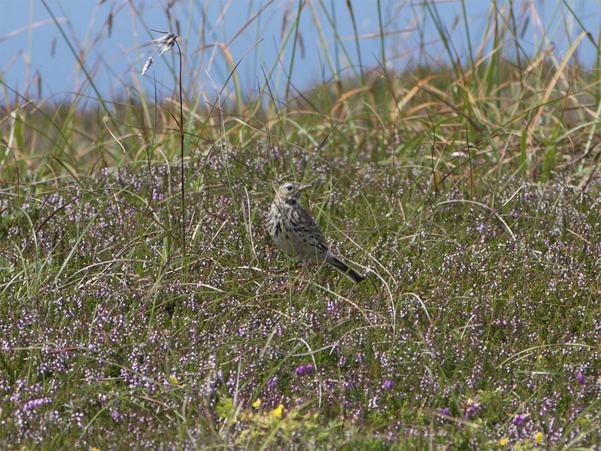 Anthus pratensis